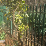 Antique Green Palisade Weaving